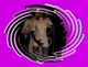 DSCN0092.final.vignette.JPG (6992 octets)